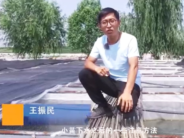 CMD368体育小苗下水后的注重和操作