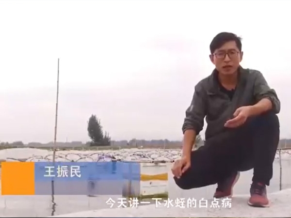 CMD368体育白点病爆发涯纪律及防治要领