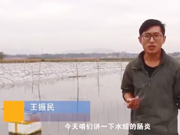 CMD368体育胀气型肠炎爆发纪律及防治要领