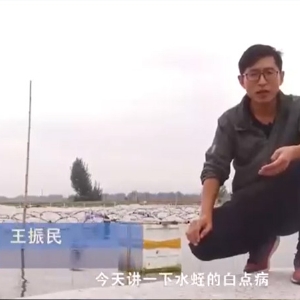 CMD368体育白点病爆发涯纪律及防治要领