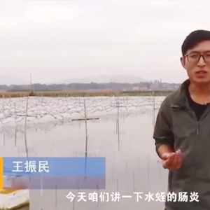 CMD368体育胀气型肠炎爆发纪律及防治要领